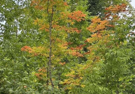 Photograph from Brandin's property in northern Maine