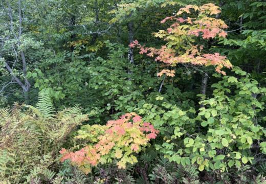 Photograph from Brandin's property in northern Maine