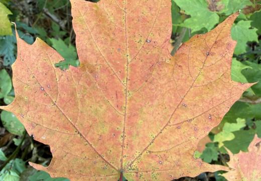 Photograph from Brandin's property in northern Maine