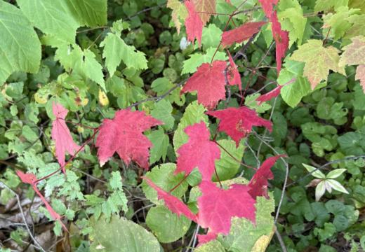 Photograph from Brandin's property in northern Maine