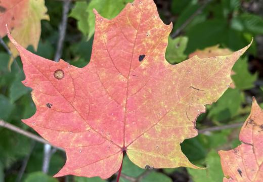 Photograph from Brandin's property in northern Maine