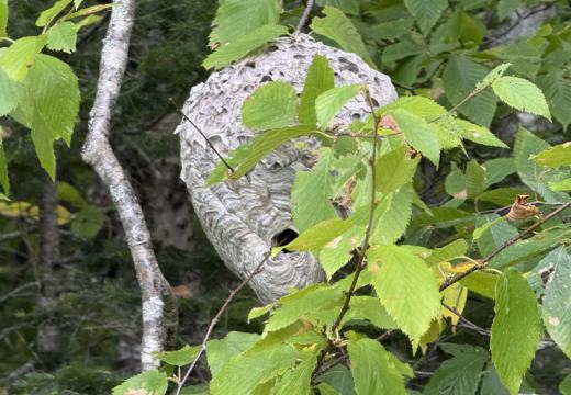 Photograph from Brandin's property in northern Maine