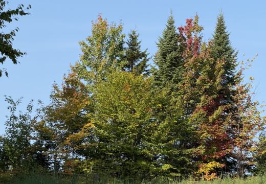 Photograph from Brandin's property in northern Maine