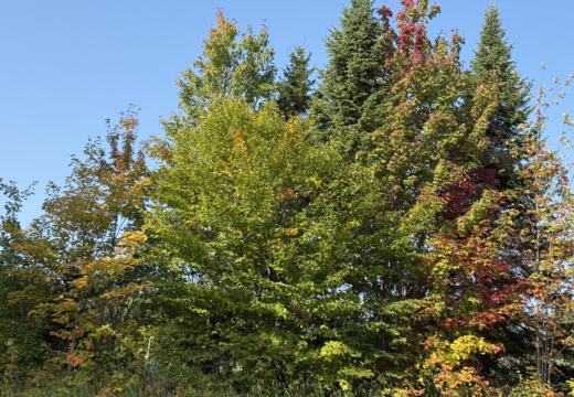 Photograph from Brandin's property in northern Maine