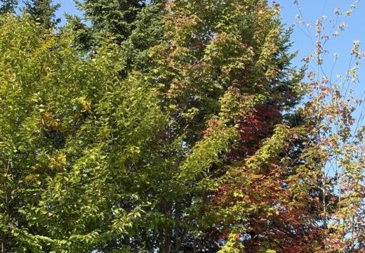 Photograph from Brandin's property in northern Maine