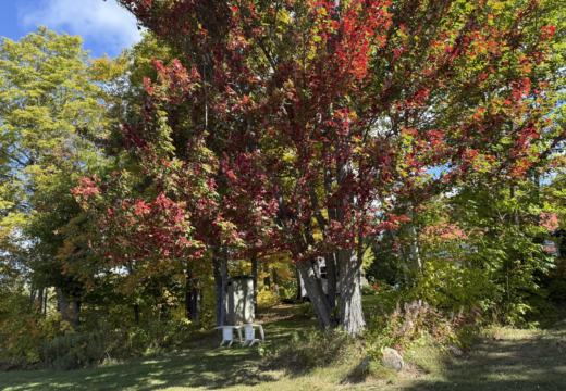 Photograph from Brandin's property in northern Maine