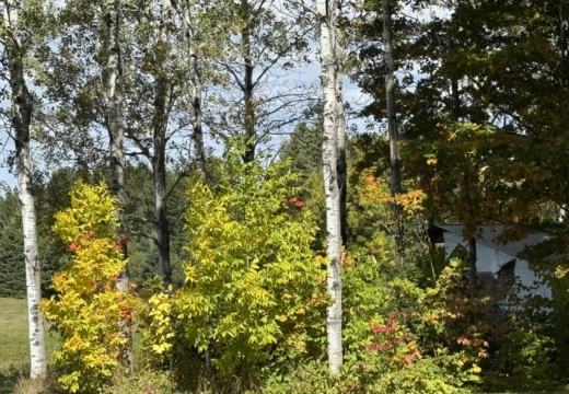 Photograph from Brandin's property in northern Maine