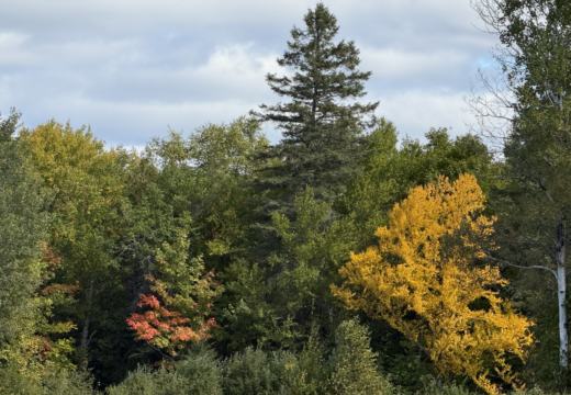 Photograph from Brandin's property in northern Maine