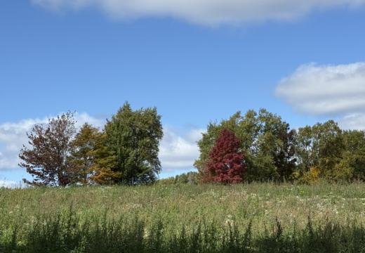Photograph from Brandin's property in northern Maine