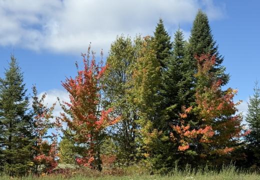 Photograph from Brandin's property in northern Maine