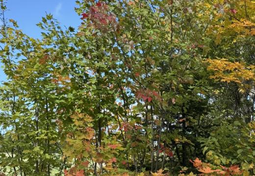 Photograph from Brandin's property in northern Maine