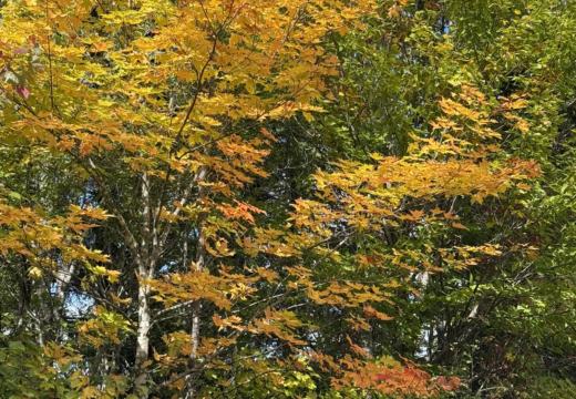 Photograph from Brandin's property in northern Maine
