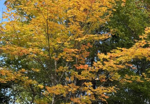 Photograph from Brandin's property in northern Maine