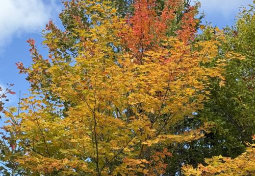 Photograph from Brandin's property in northern Maine