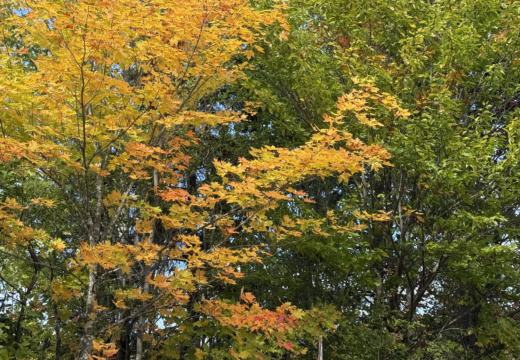 Photograph from Brandin's property in northern Maine