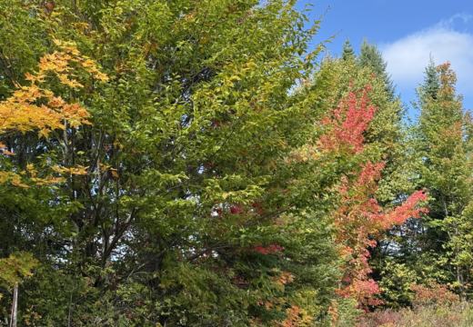 Photograph from Brandin's property in northern Maine
