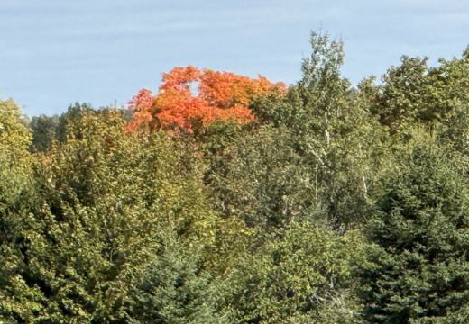 Photograph from Brandin's property in northern Maine