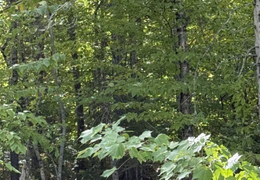 Photograph from Brandin's property in northern Maine