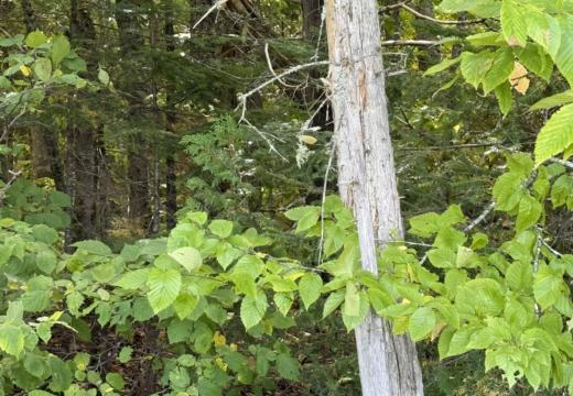 Photograph from Brandin's property in northern Maine