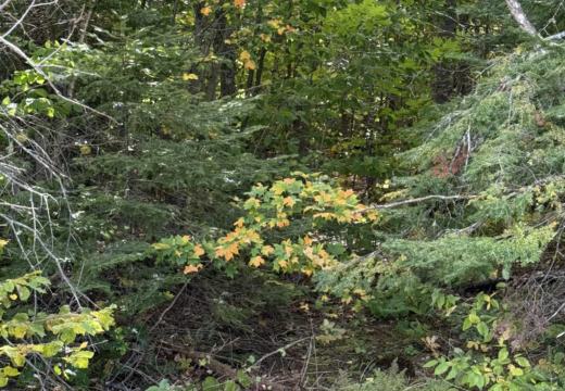 Photograph from Brandin's property in northern Maine