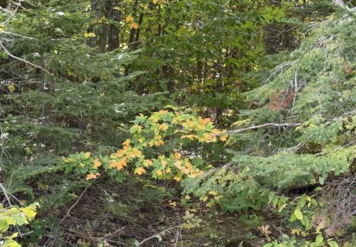 Photograph from Brandin's property in northern Maine