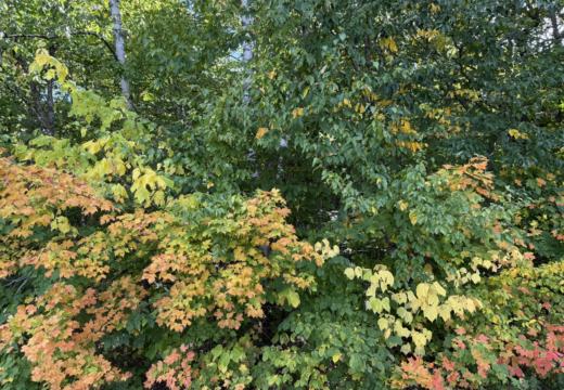 Photograph from Brandin's property in northern Maine