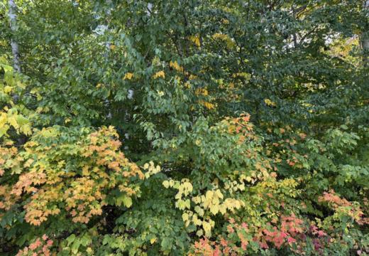 Photograph from Brandin's property in northern Maine