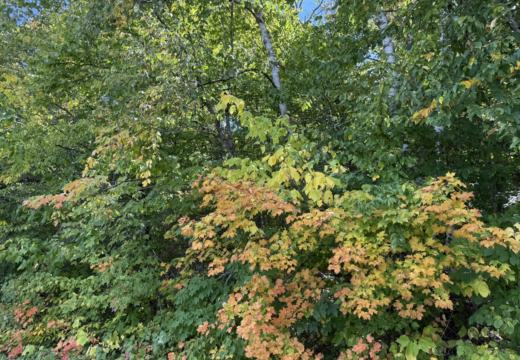 Photograph from Brandin's property in northern Maine