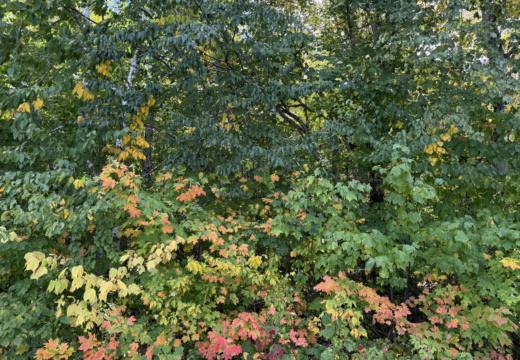 Photograph from Brandin's property in northern Maine