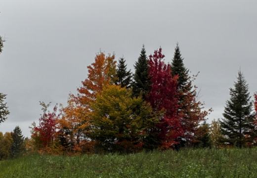 Photograph from Brandin's property in northern Maine