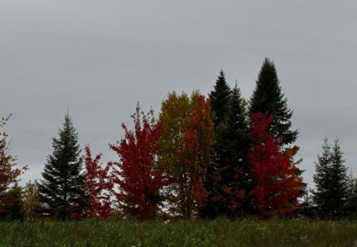 Photograph from Brandin's property in northern Maine