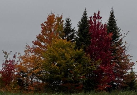 Photograph from Brandin's property in northern Maine