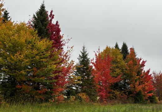 Photograph from Brandin's property in northern Maine