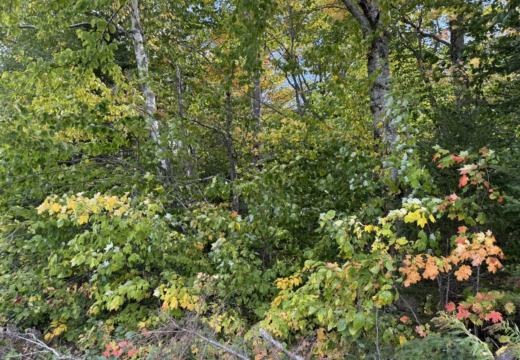 Photograph from Brandin's property in northern Maine