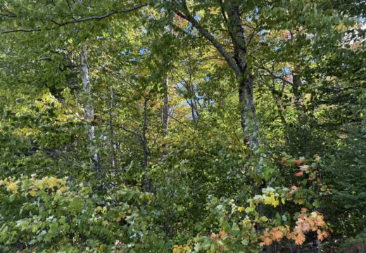 Photograph from Brandin's property in northern Maine