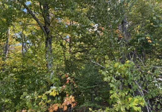 Photograph from Brandin's property in northern Maine