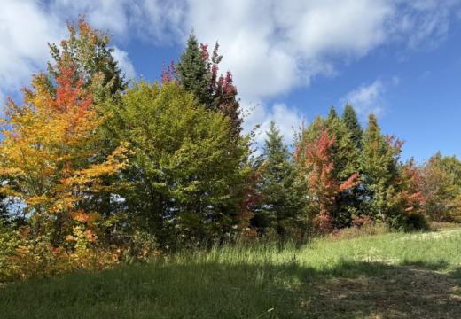 Photograph from Brandin's property in northern Maine