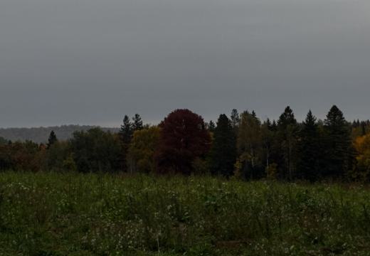 Photograph from Brandin's property in northern Maine