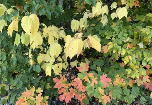 Photograph from Brandin's property in northern Maine
