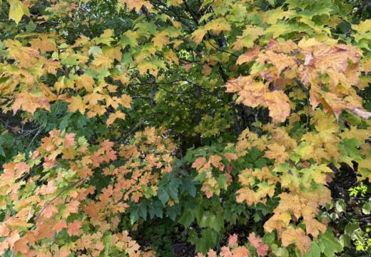 Photograph from Brandin's property in northern Maine