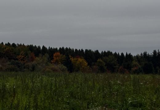 Photograph from Brandin's property in northern Maine