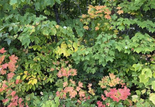 Photograph from Brandin's property in northern Maine