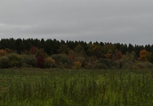 Photograph from Brandin's property in northern Maine