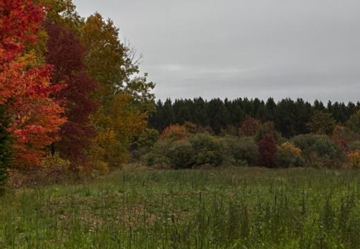 Photograph from Brandin's property in northern Maine