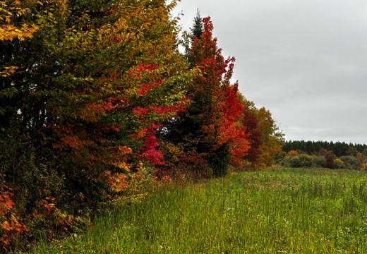 Photograph from Brandin's property in northern Maine