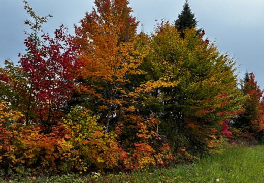 Photograph from Brandin's property in northern Maine