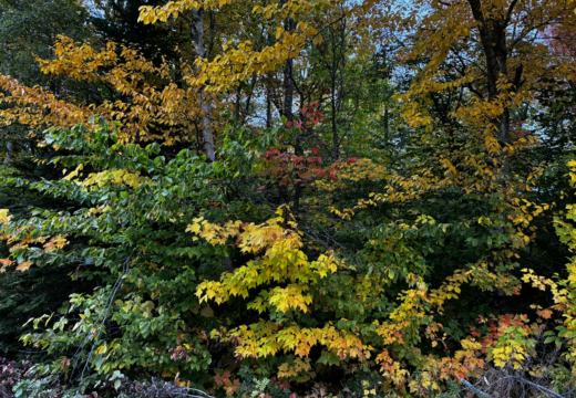 Photograph from Brandin's property in northern Maine