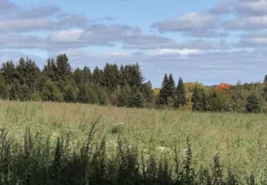 Photograph from Brandin's property in northern Maine