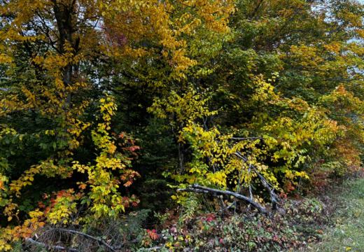 Photograph from Brandin's property in northern Maine