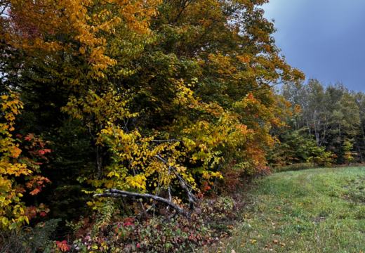 Photograph from Brandin's property in northern Maine